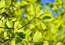 contributo_ambientale