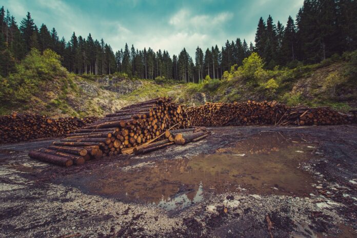 Taglio alberi nella foresta, deforestazione.